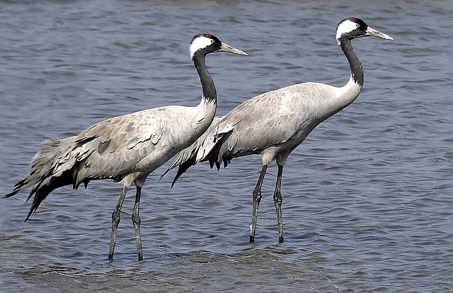 The Broads – East Anglia’s Hypnotic Haven for Wildlife