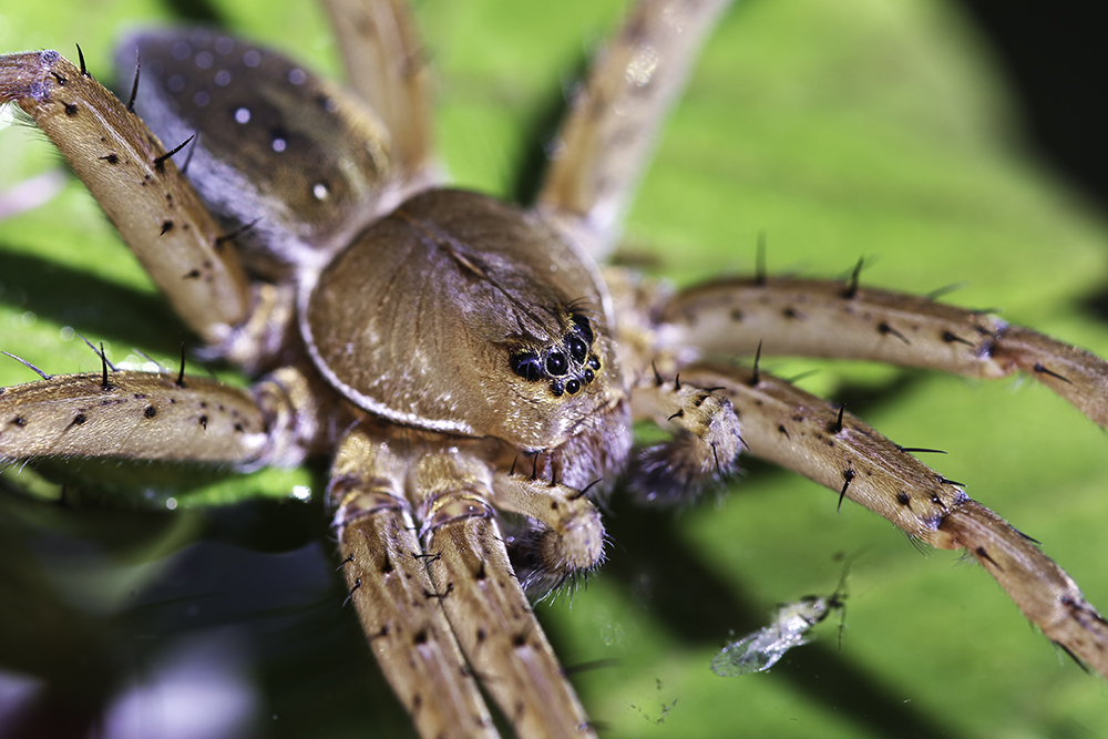 norfolk broads fen spider