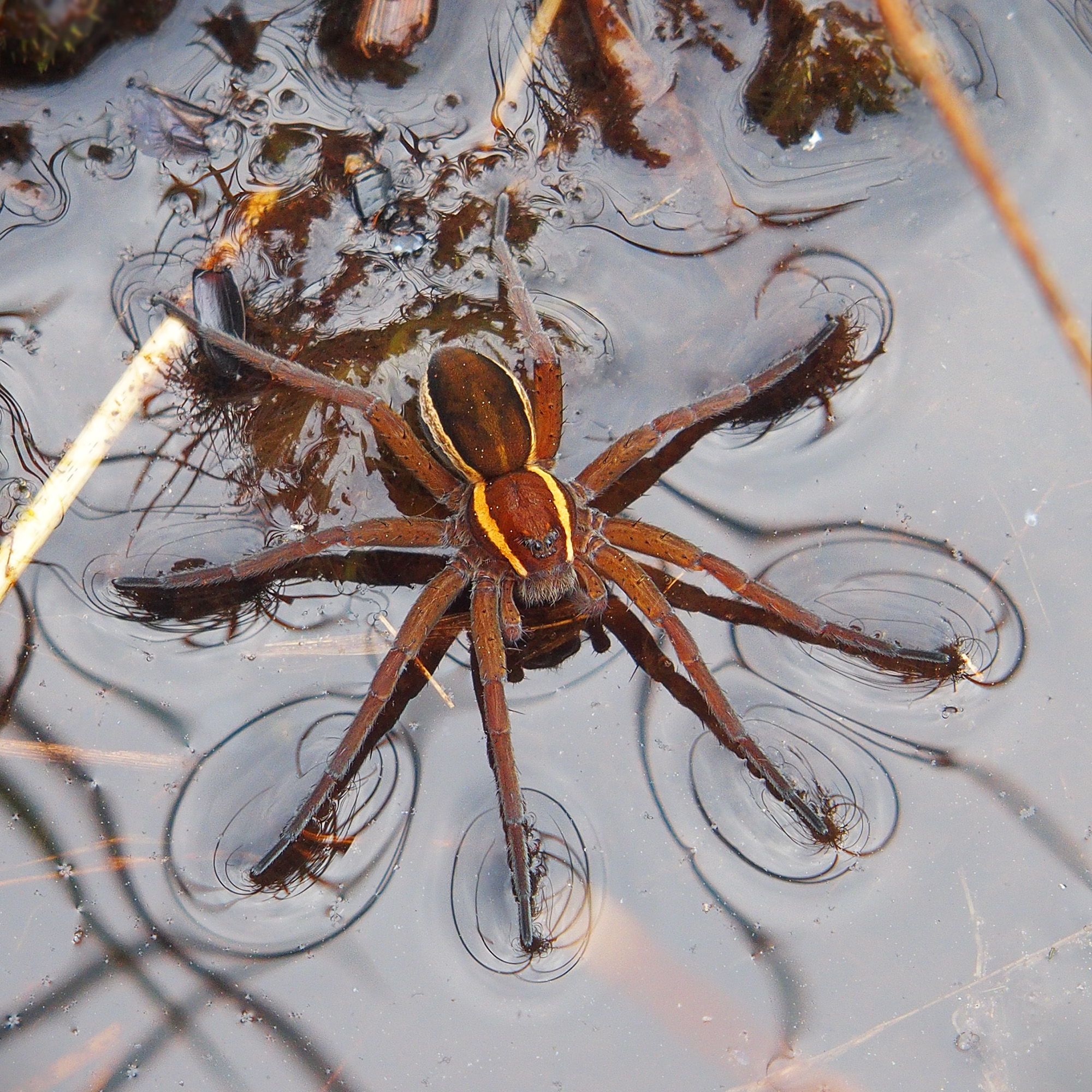 Norfolk Broads Fen Spider